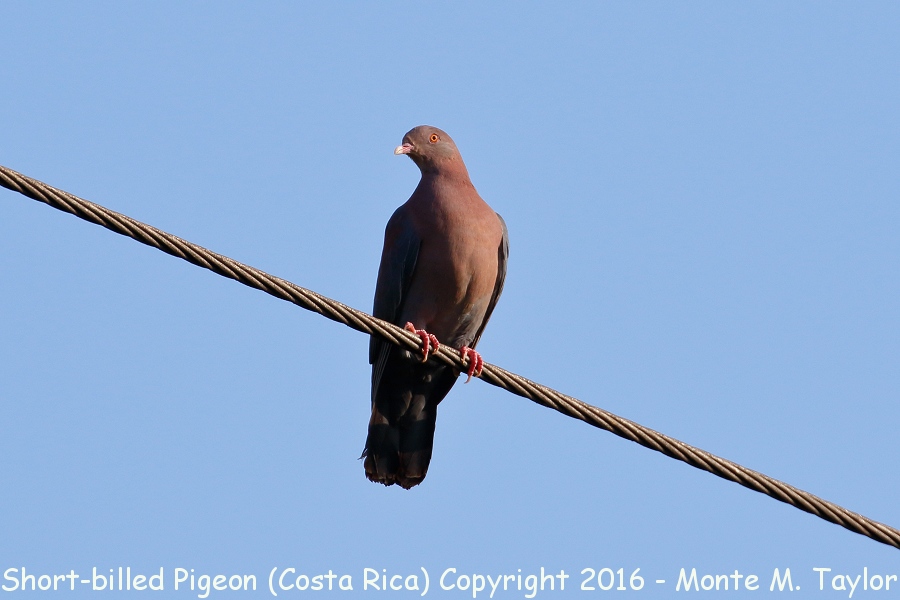 Short-billed Pigeon -winter- (Selva Verde, Costa Rica)