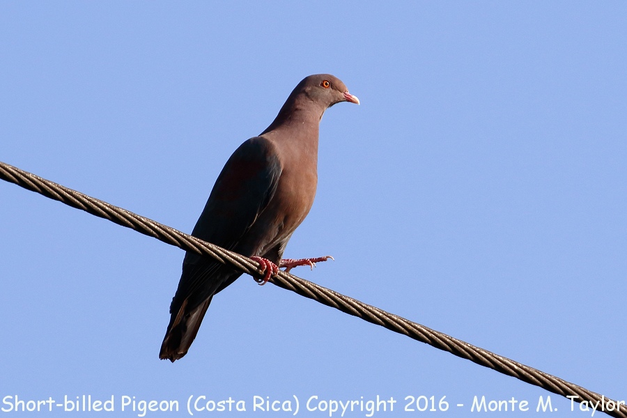 Short-billed Pigeon -winter- (Selva Verde, Costa Rica)