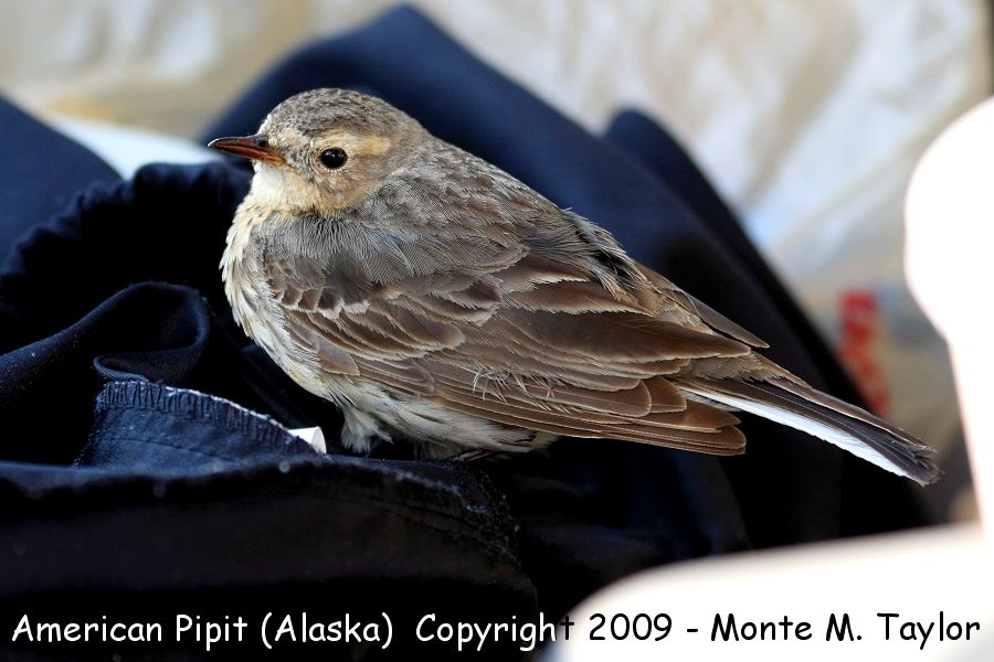 American Pipit -spring- (Alaska)