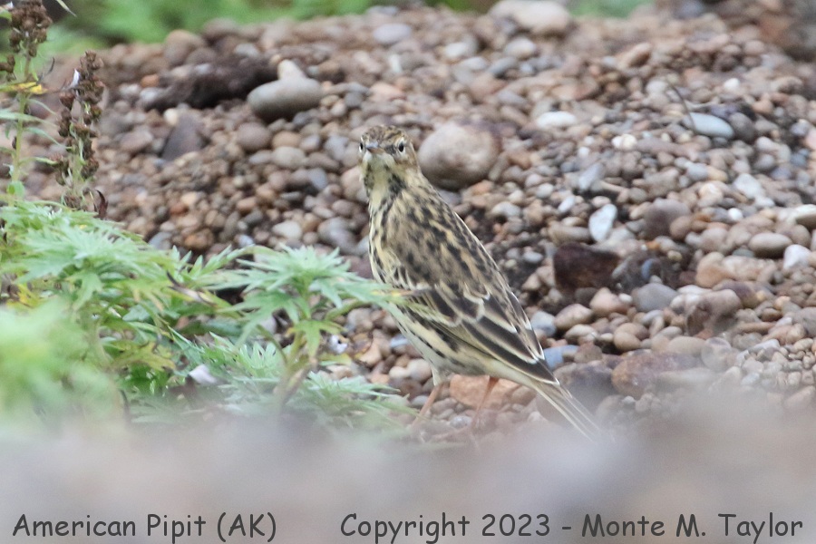 American Pipit -summer japonicus- (Gambell, St. Lawrence Island, Alaska)