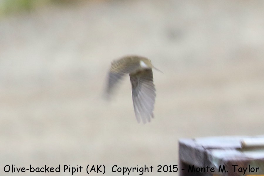 Olive-backed Pipit -summer- (Gambell, St. Lawrence Island, Alaska)
