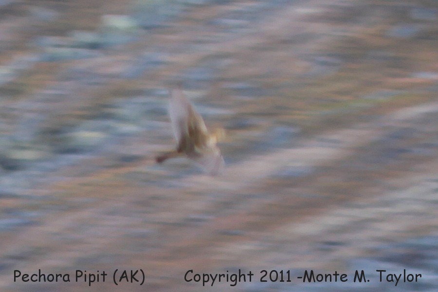 Pechora Pipit -20110913 / what some birders saw as a life Pechora- (Gambell, St. Lawrence Island, Alaska)