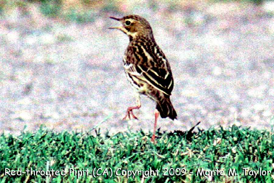 Red-throated Pipit -fall- (California)