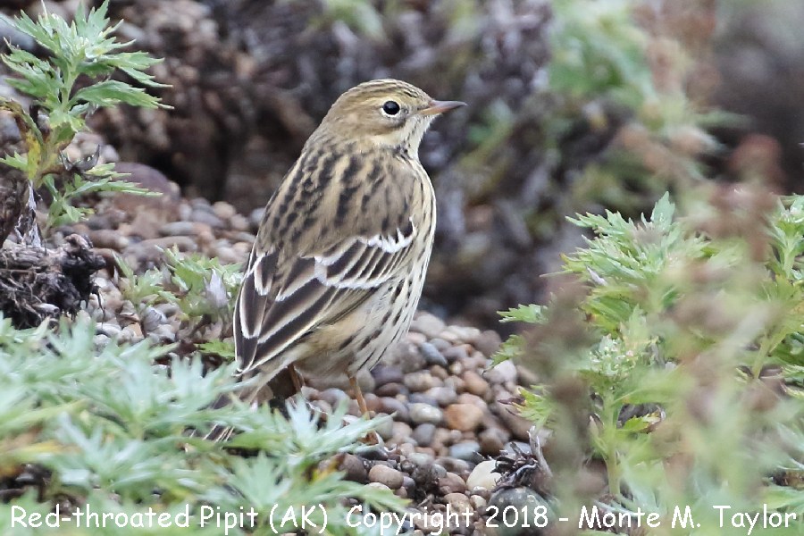 Red-throated Pipit -fall- (Gambell, St. Lawrence Island, Alaska)
