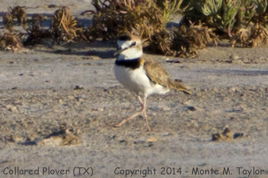Collared Plover -August 7th, 2014- (Hargill, Texas)