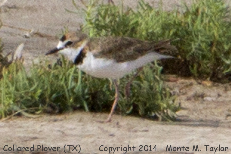 Collared Plover -August 8th, 2014- (Hargill, Texas)