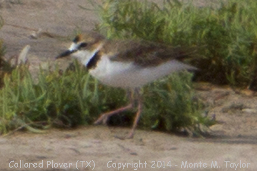 Collared Plover -August 8th, 2014- (Hargill, Texas)