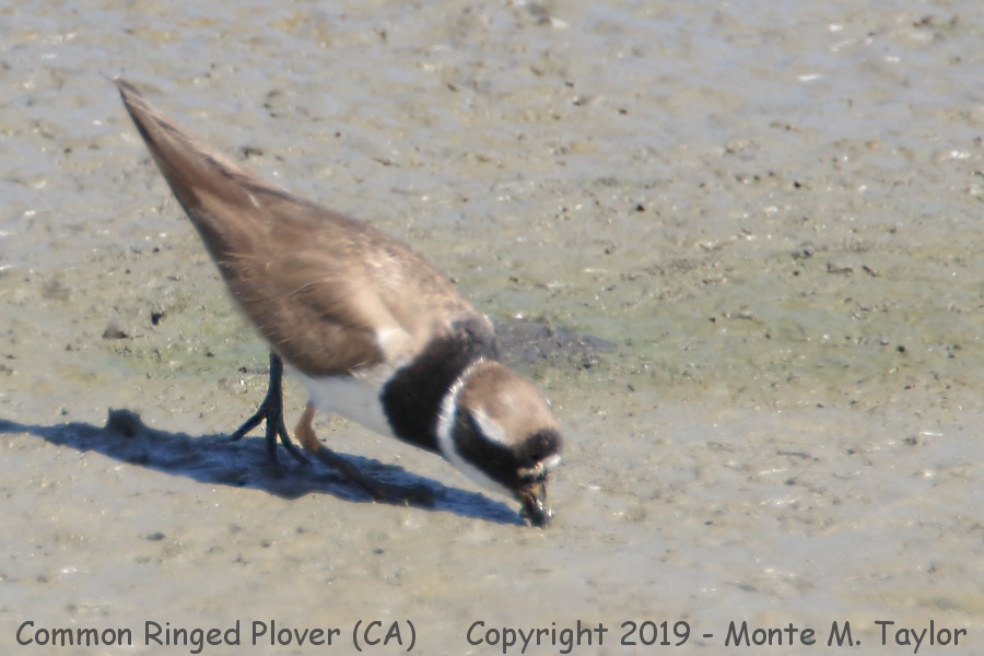 Common Ringed Plover -Aug 31st, 2019- (San Joaquin Sanctuary, Irvine, California)