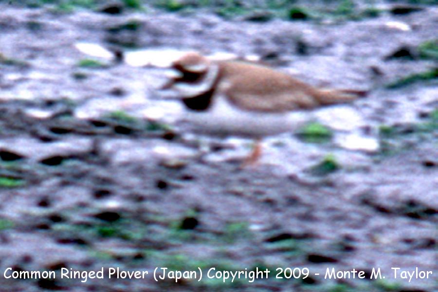 Common Ringed Plover -fall- (Japan)