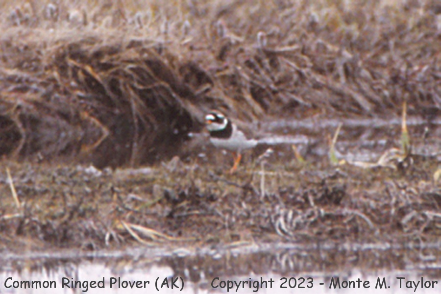 Common Ringed Plover -spring- (Gambell, St. Lawrence Island, Alaska)