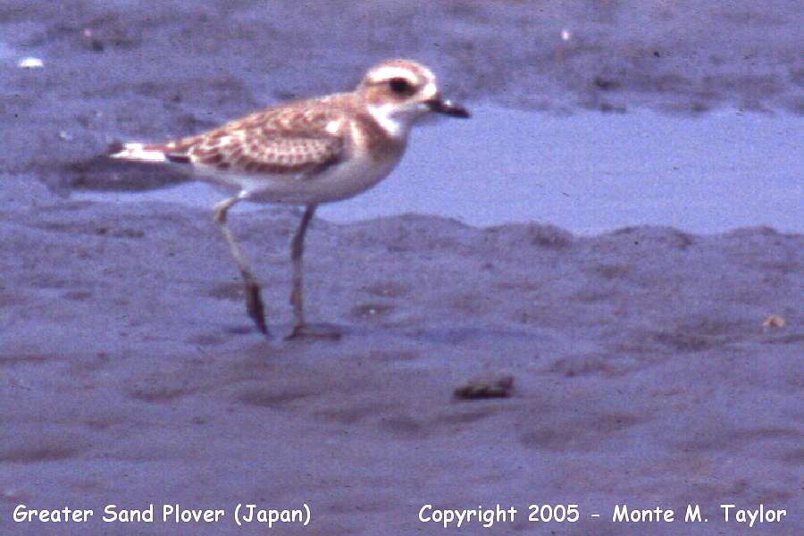 Greater Sand Plover -fall- (Japan)