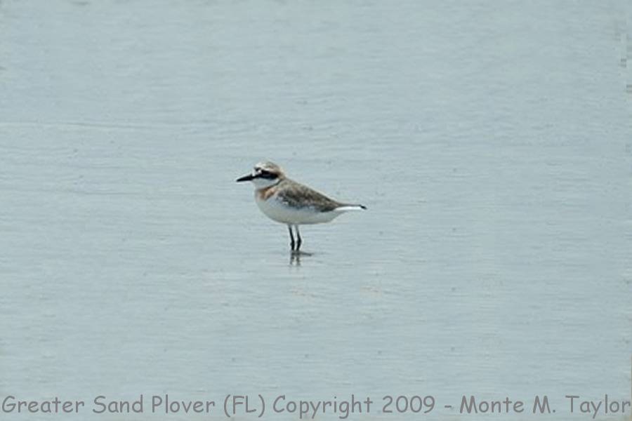 Greater Sand Plover -May 21st, 2009- (Jacksonville, Florida)