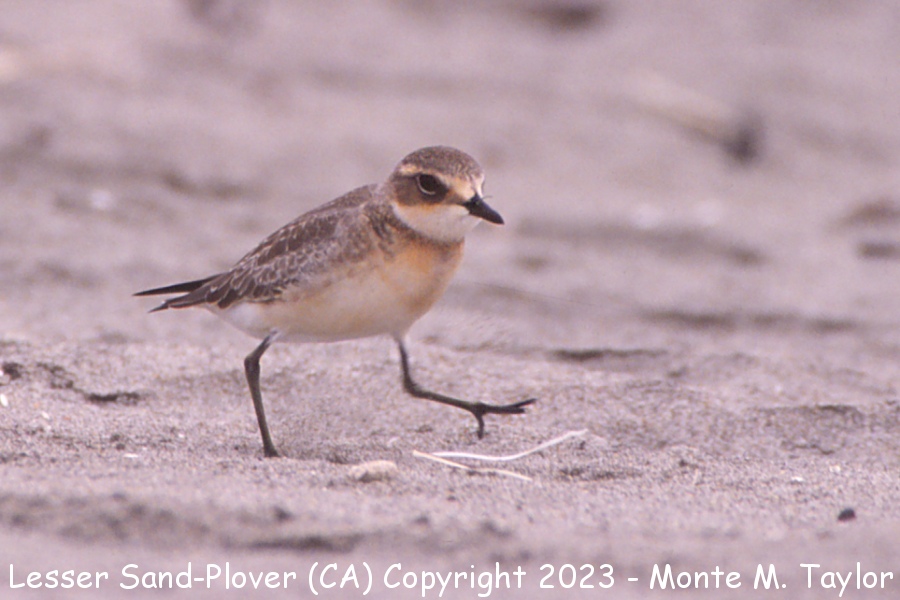 Lesser Sand Plover -fall- (Moss Landing, California)