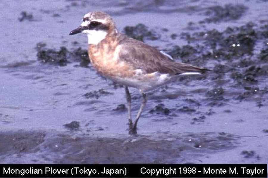 Lesser Sand Plover -spring- (Japan) - formerly named Mongolian Plover