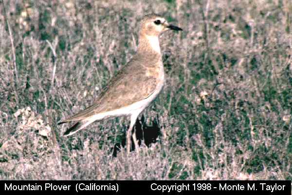 Mountain Plover -winter- (California)