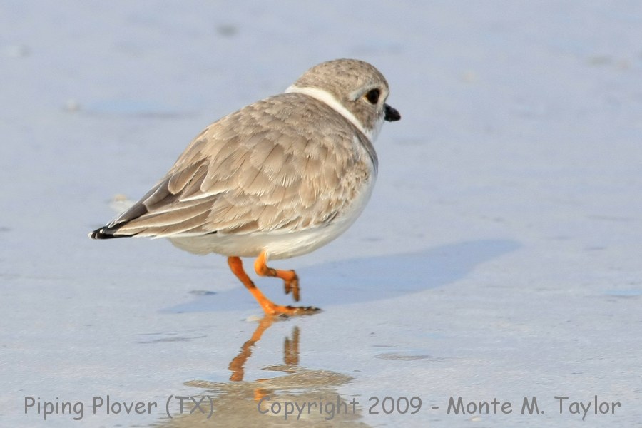Piping Plover -winter- (Texas)
