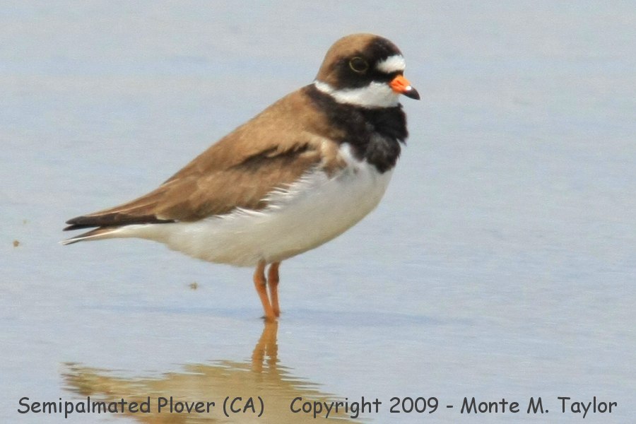 Semipalmated Plover -spring- (California)