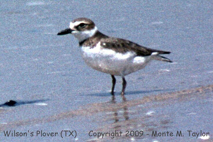 Wilson's Plover -spring- (Texas)