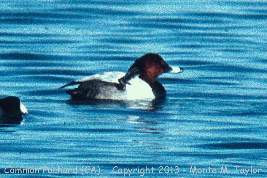 Common Pochard -Feb 12th, 1989 male- (Silver Lakes, California)