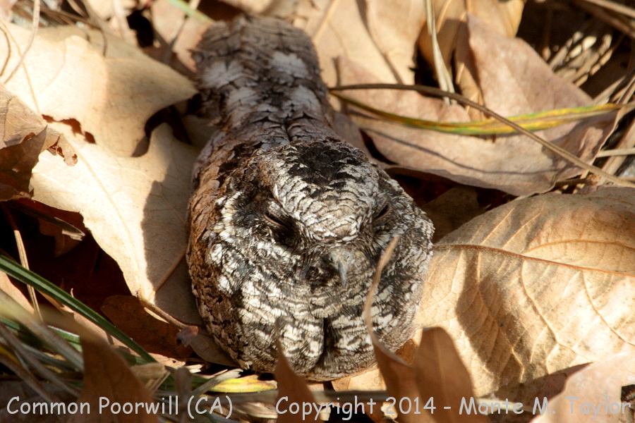 Common Poorwill -winter- (California)