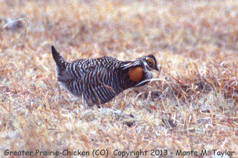 Greater Prairie-Chicken -winter male- (Colorado)
