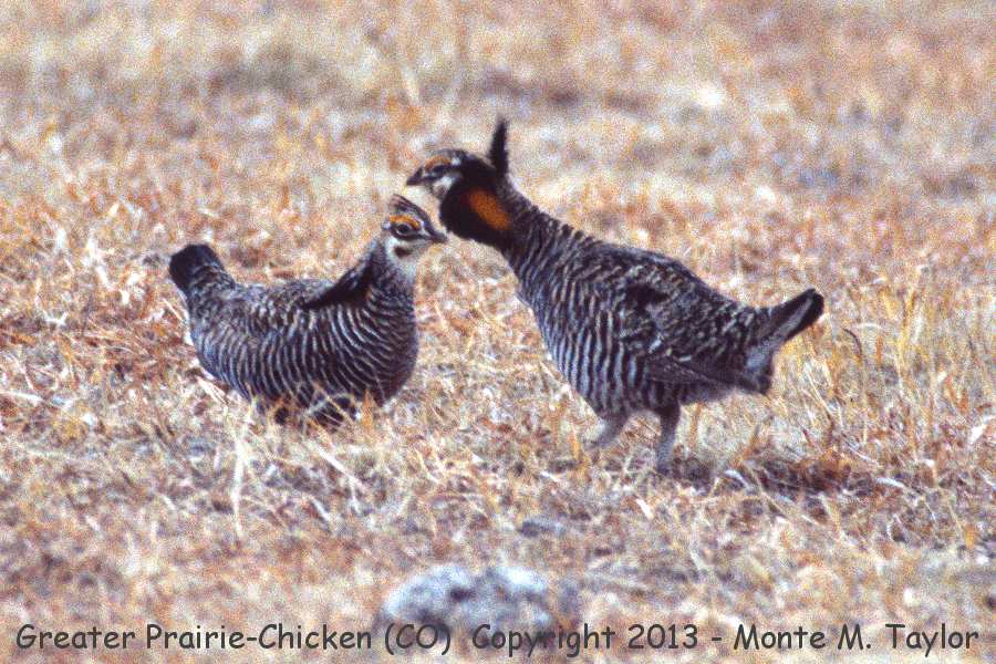 Greater Prairie-Chicken -winter male / female- (Colorado) 