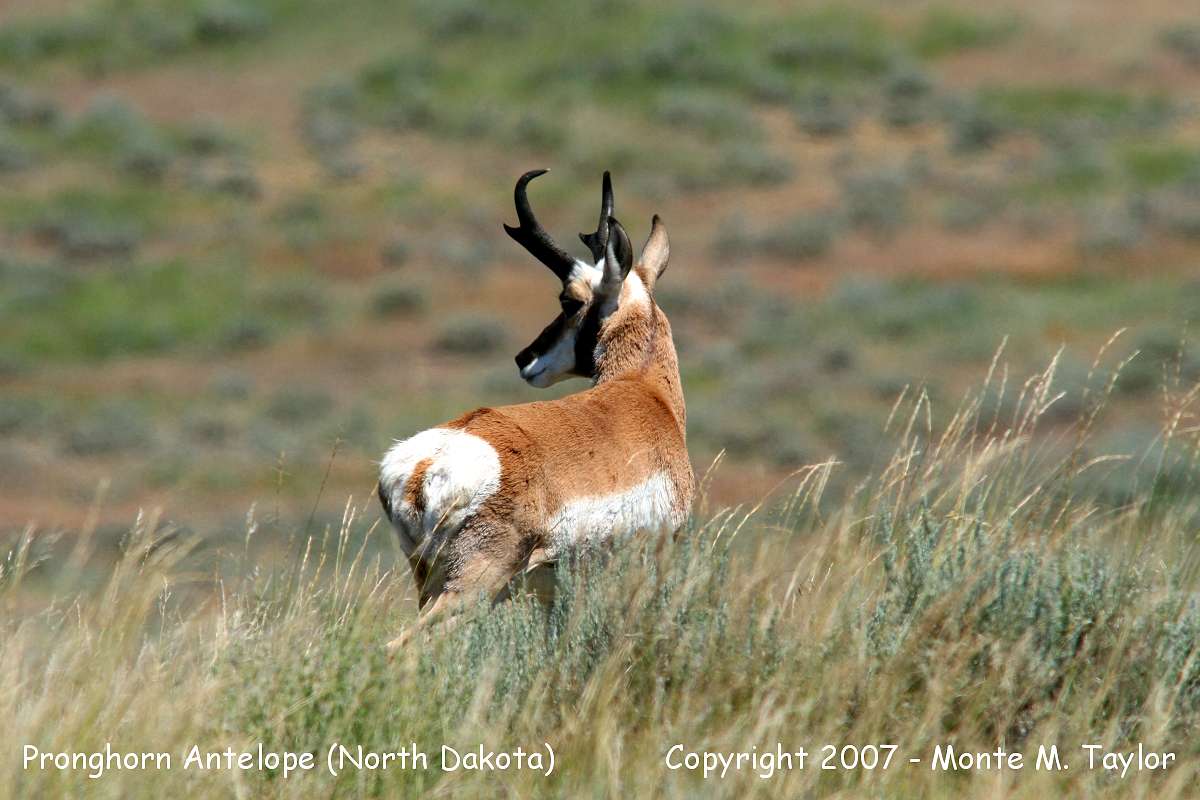 Pronghorn Antelope -summer buck- (North Dakota)