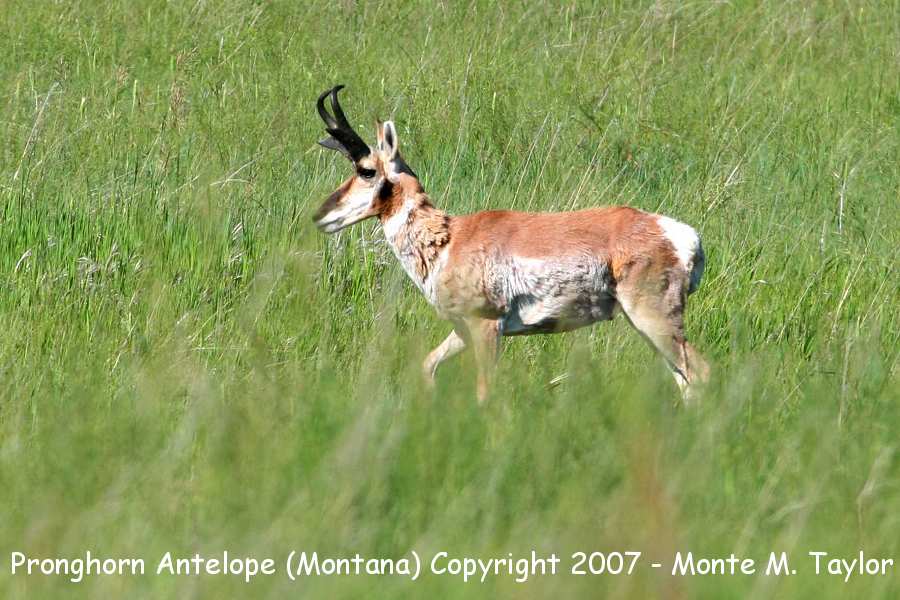 Pronghorn Antelope -summer buck- (Montana)