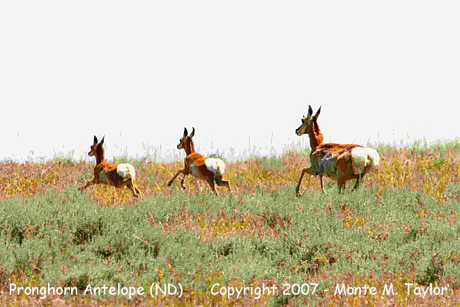 Pronghorn Antelope -summer- (North Dakota)