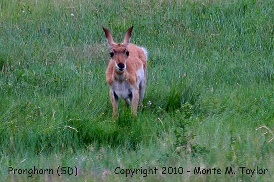 Pronghorn -summer calf- (South Dakota)