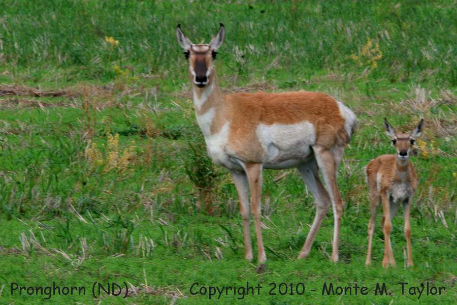 Pronghorn -summer female with calf- (North Dakota)