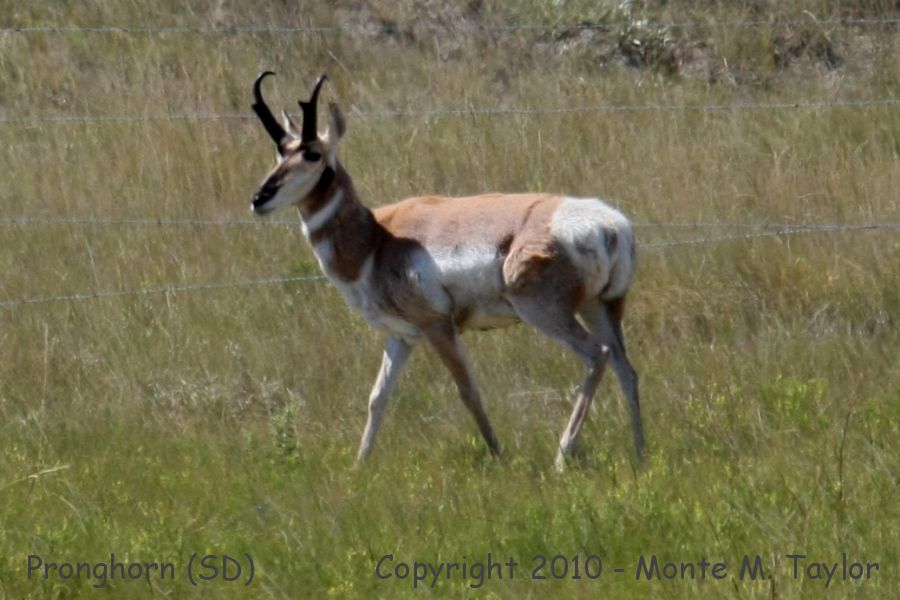 Pronghorn -summer buck- (South Dakota)