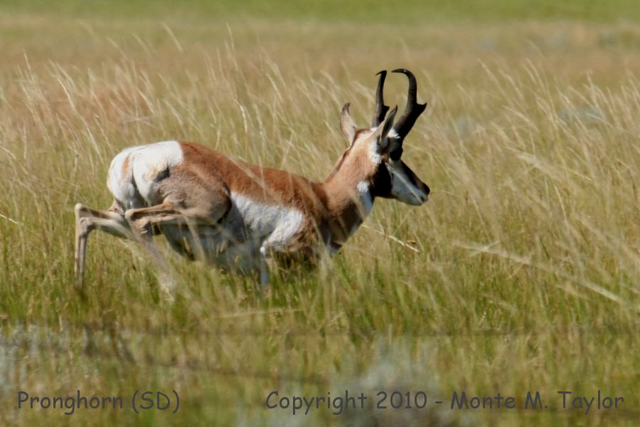 Pronghorn -summer buck- (South Dakota)