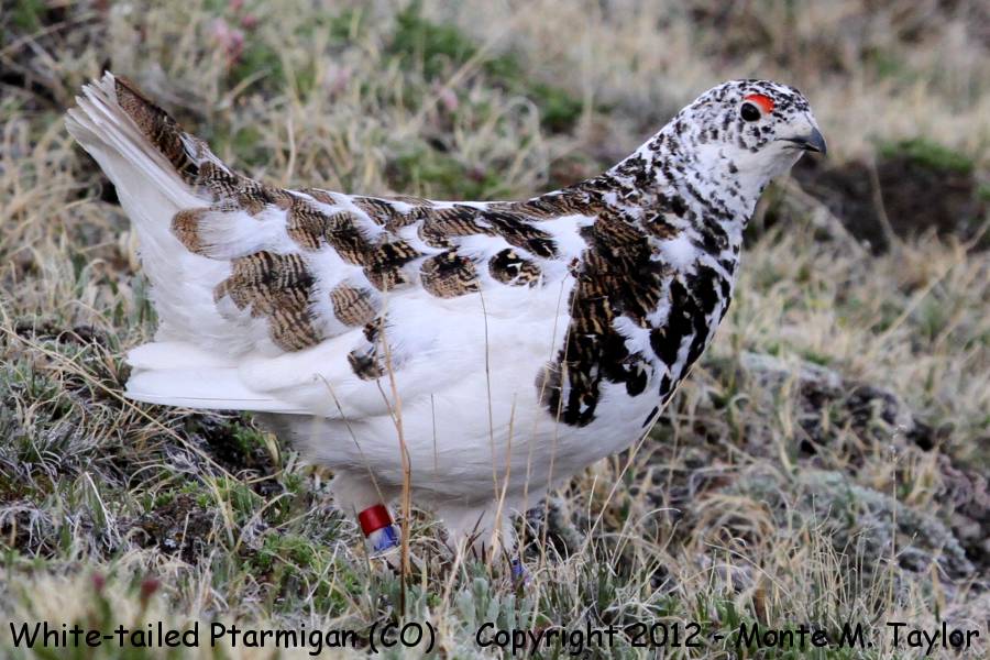 White-tailed Ptarmigan -spring male- (Rocky Mountain National Park, Colorado)