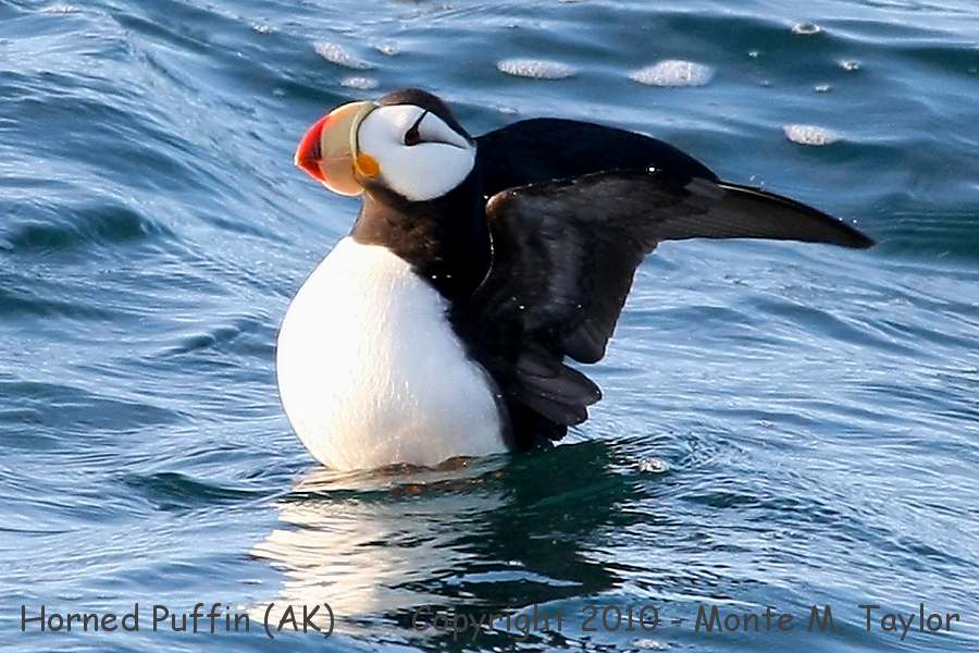 Horned Puffin -fall- (Gambell, St. Lawrence Island, Alaska)