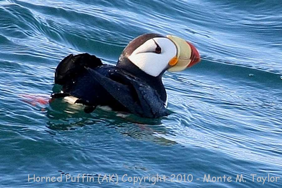 Horned Puffin -fall- (Gambell, St. Lawrence Island, Alaska)