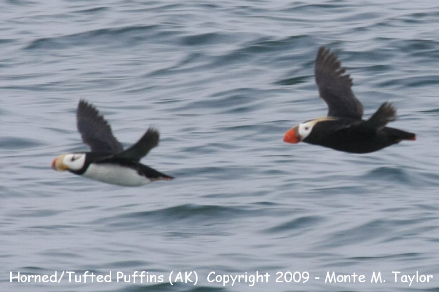 Horned Puffin followed by Tufted Puffin -fall- (Gambell, St. Lawrence Island, Alaska)