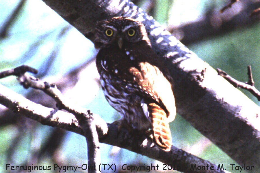 Ferruginous Pygmy-Owl -spring- (Falcon Dam, Texas)