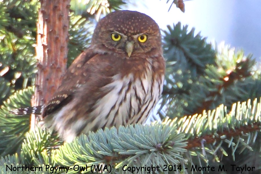 Northern Pygmy-Owl -fall- (Washington)