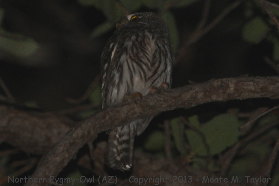 Northern Pygmy-Owl -spring- (Arizona)
