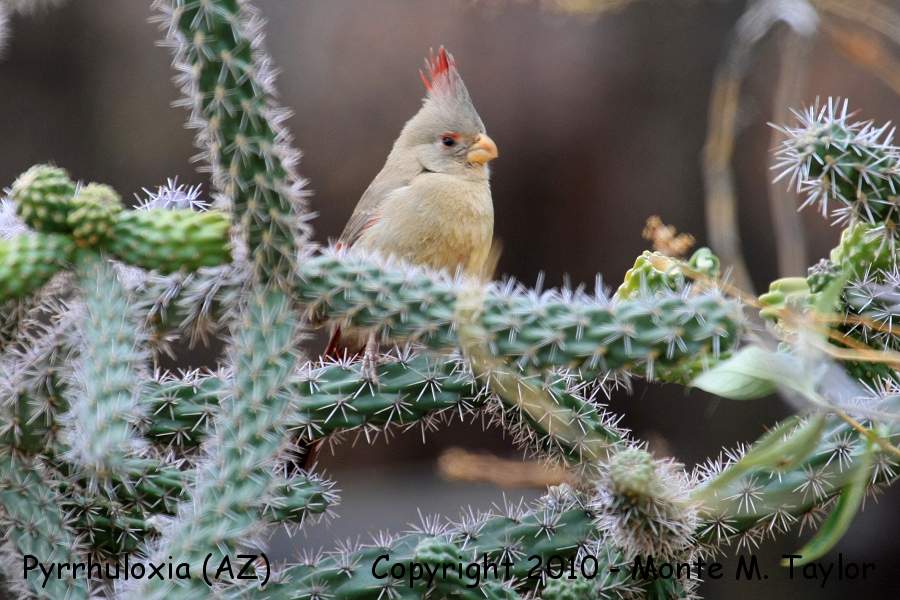 Pyrrhuloxia -winter female- (Arizona)