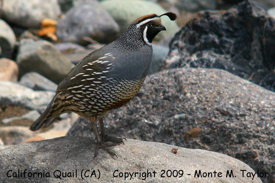 California Quail -spring male- (California)