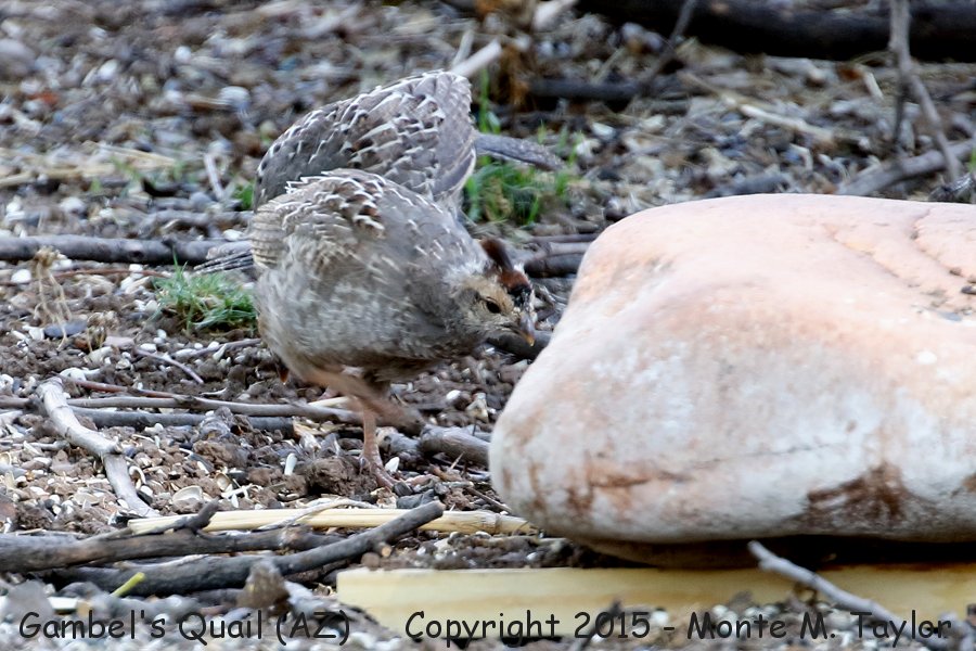 Gambel's Quail -spring chick- (Arizona)