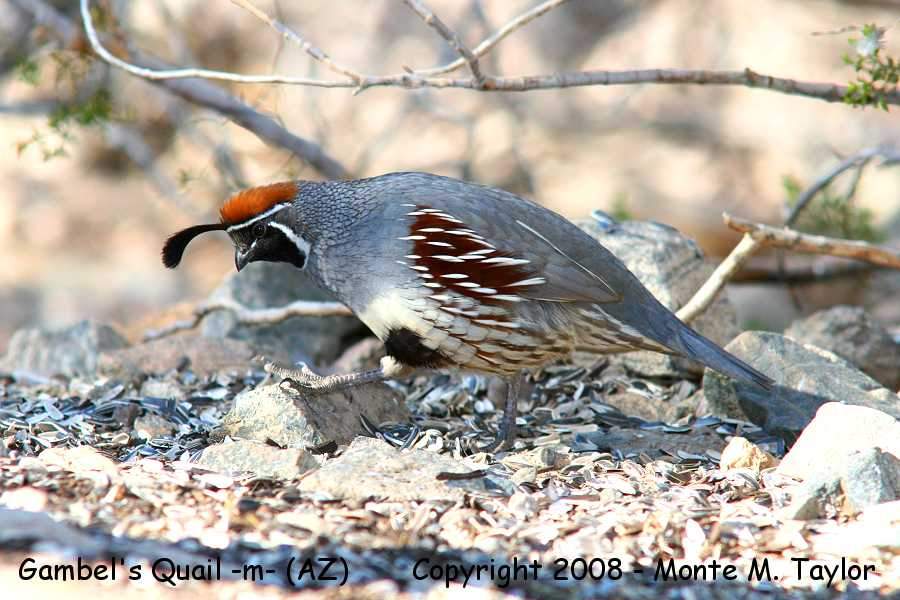 Gambel's Quail -spring male- (Arizona)
