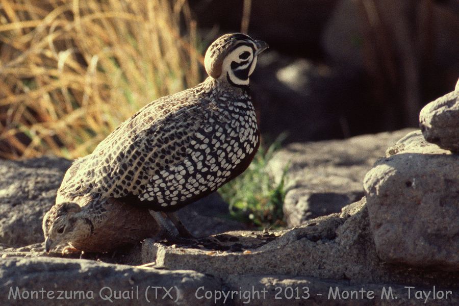 Montezuma Quail -spring male and female- (Davis Mountains, Texas)