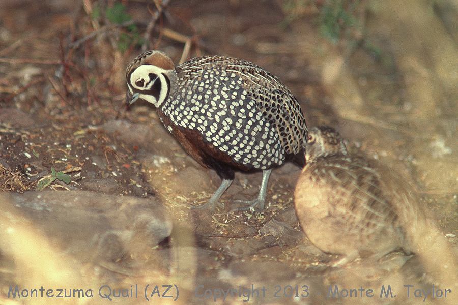 Montezuma Quail -spring male- (Sierra Vista, Arizona)