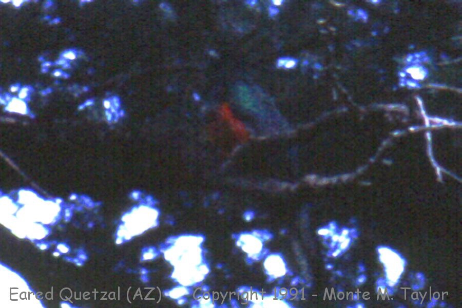Eared Quetzal -Sept 14, 1991- (Huachuca Mtns, Arizona)