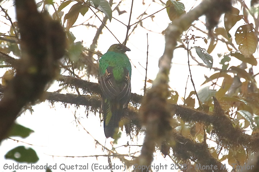 Golden-headed Quetzal -November male- (Angel Paz Reserve, Ecuador)