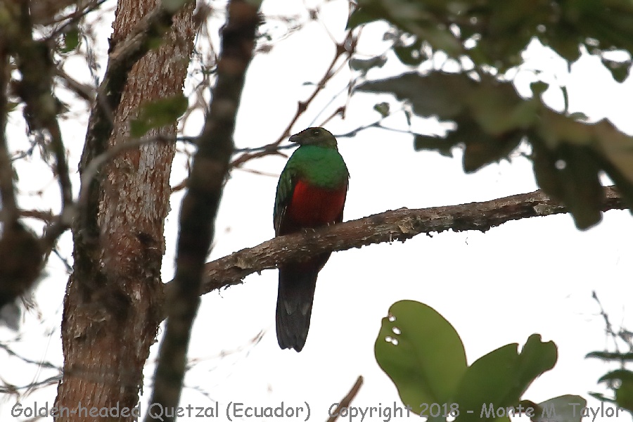 Golden-headed Quetzal -November- (Angel Paz Reserve, Ecuador)