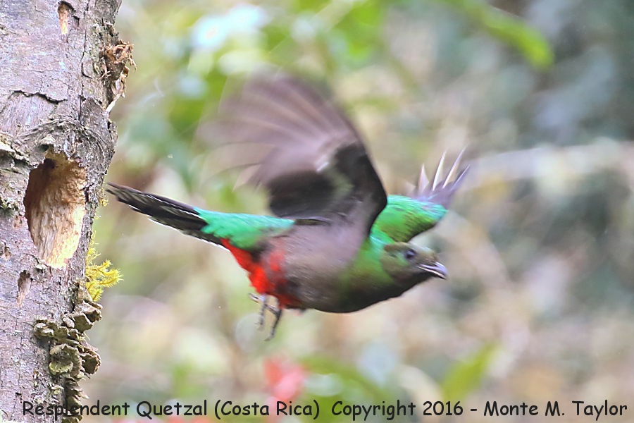 Resplendent Quetzal -winter female- (Savegre, Costa Rica)